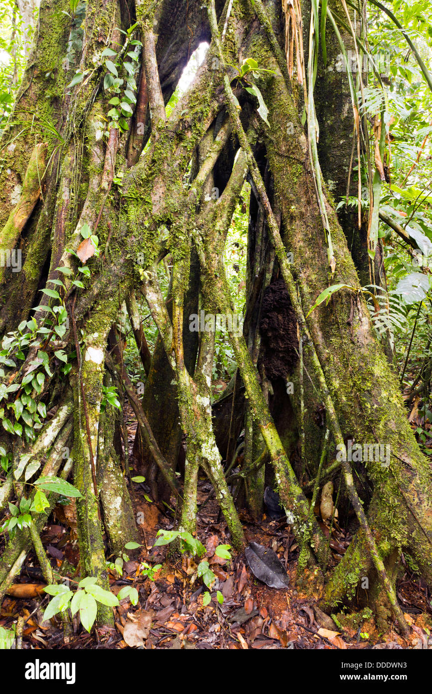 Strangler Fig crescente nella foresta pluviale tropicale, Ecuador Foto Stock