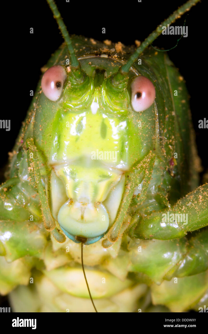 Testa di un verde tropicale grasshopper in Ecuador Foto Stock