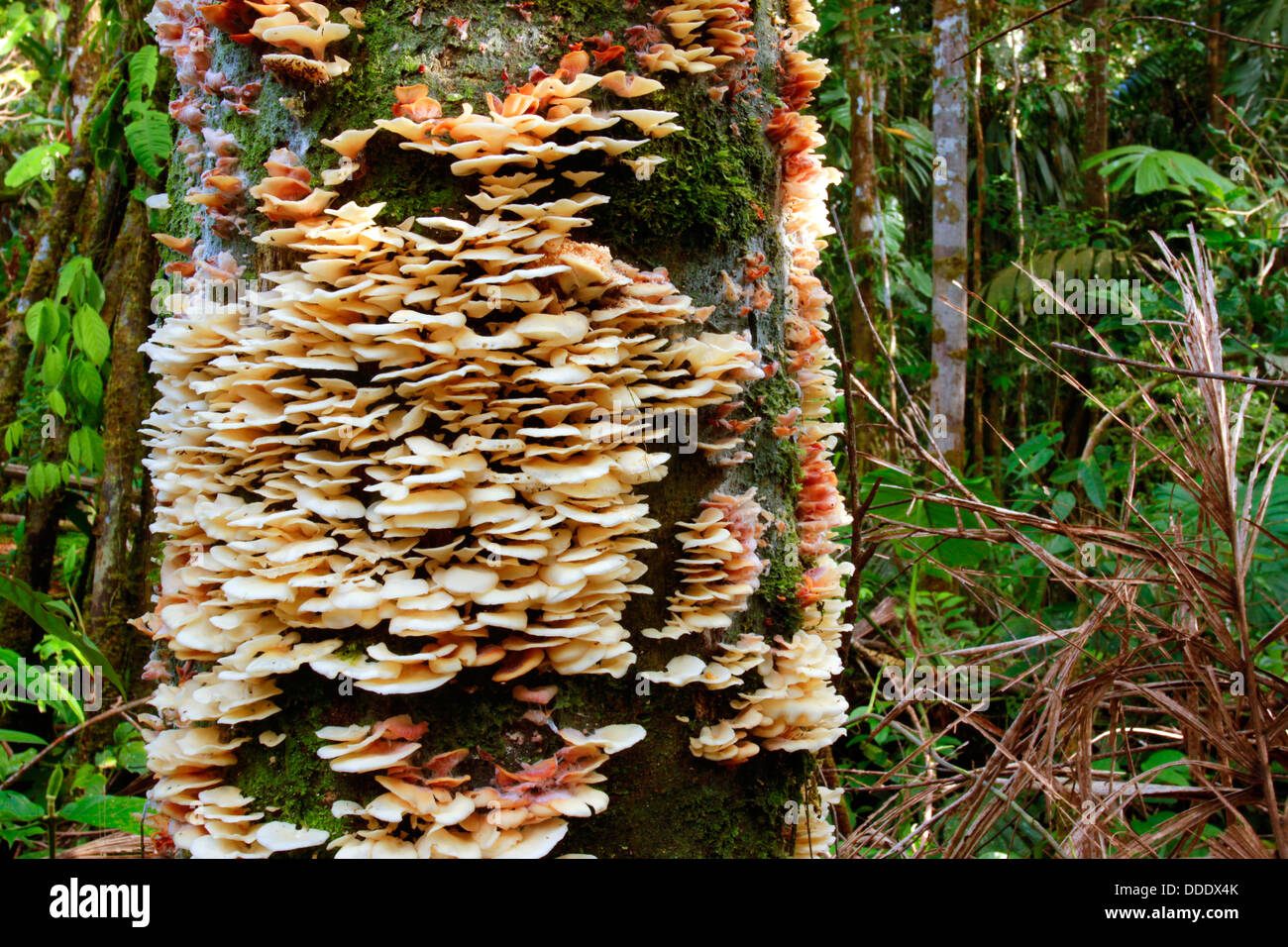 Staffa funghi che crescono su un albero morto nella foresta pluviale, Ecuador Foto Stock