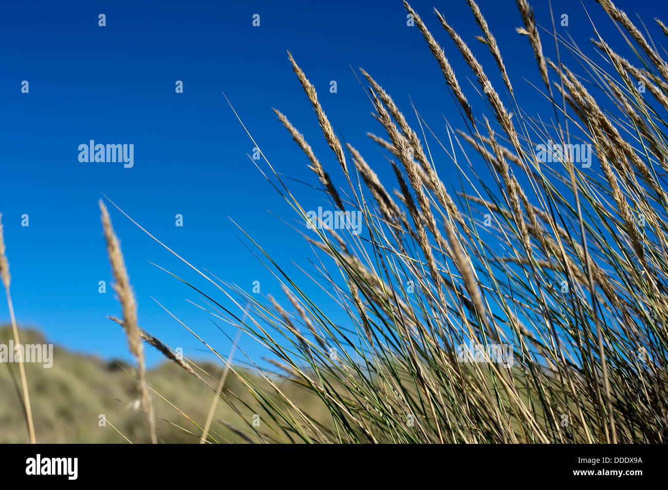 Dune di sabbia dettagli - Nuova Zelanda Foto Stock