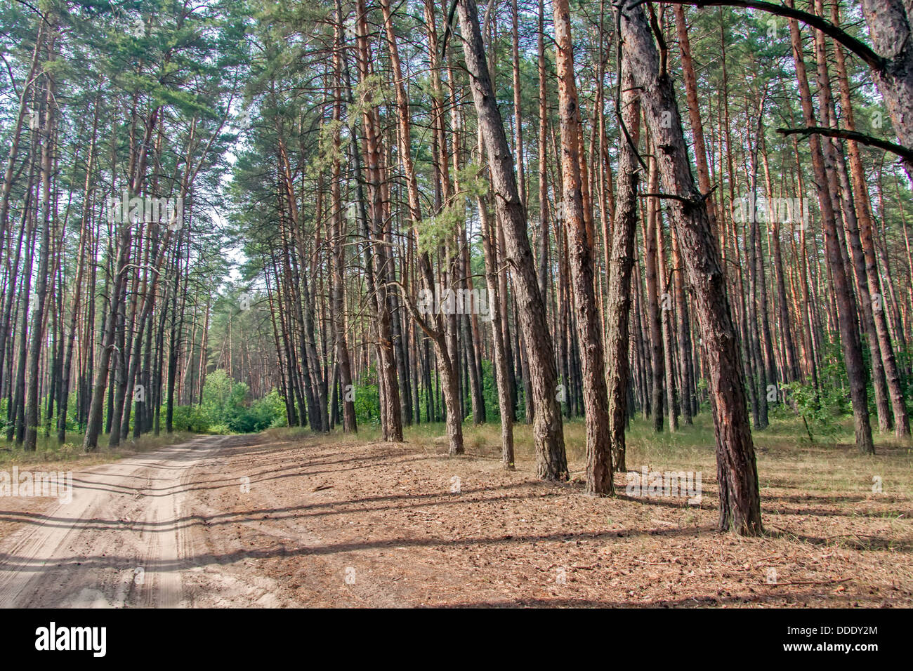 Strada sterrata di una foresta di pini su un giorno di estate Foto Stock