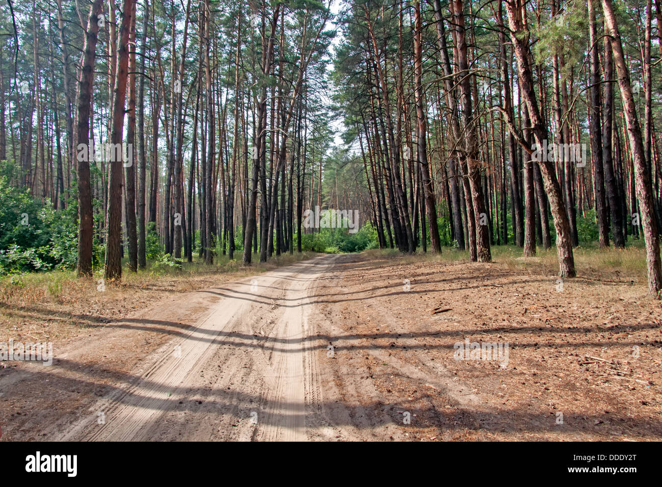 Strada sterrata di una foresta di pini su un giorno di estate Foto Stock