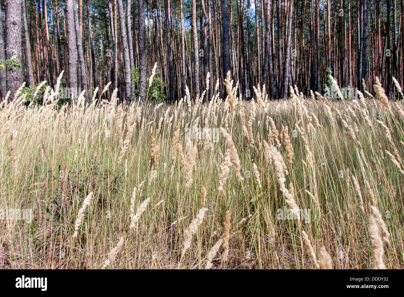 Erba e pino su un giorno di estate Foto Stock