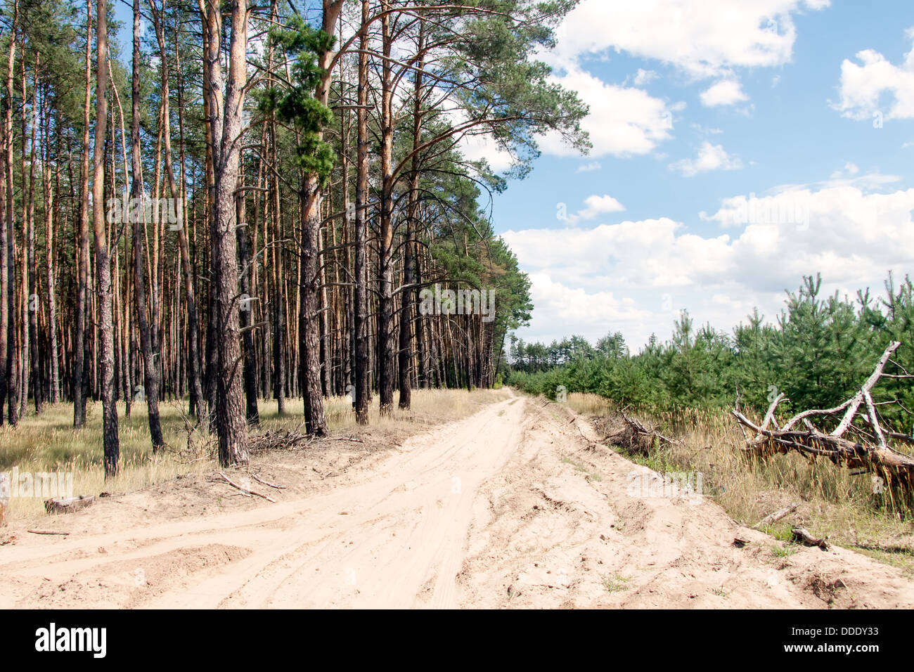 Strada sterrata nei pressi di una foresta di pini su un giorno di estate Foto Stock