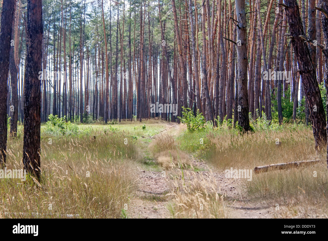 Strada sterrata di una foresta di pini su un giorno di estate Foto Stock