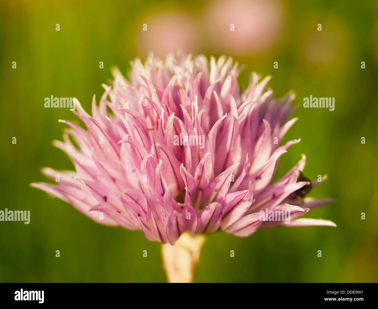 Blooming cipolle ornamentali Foto Stock