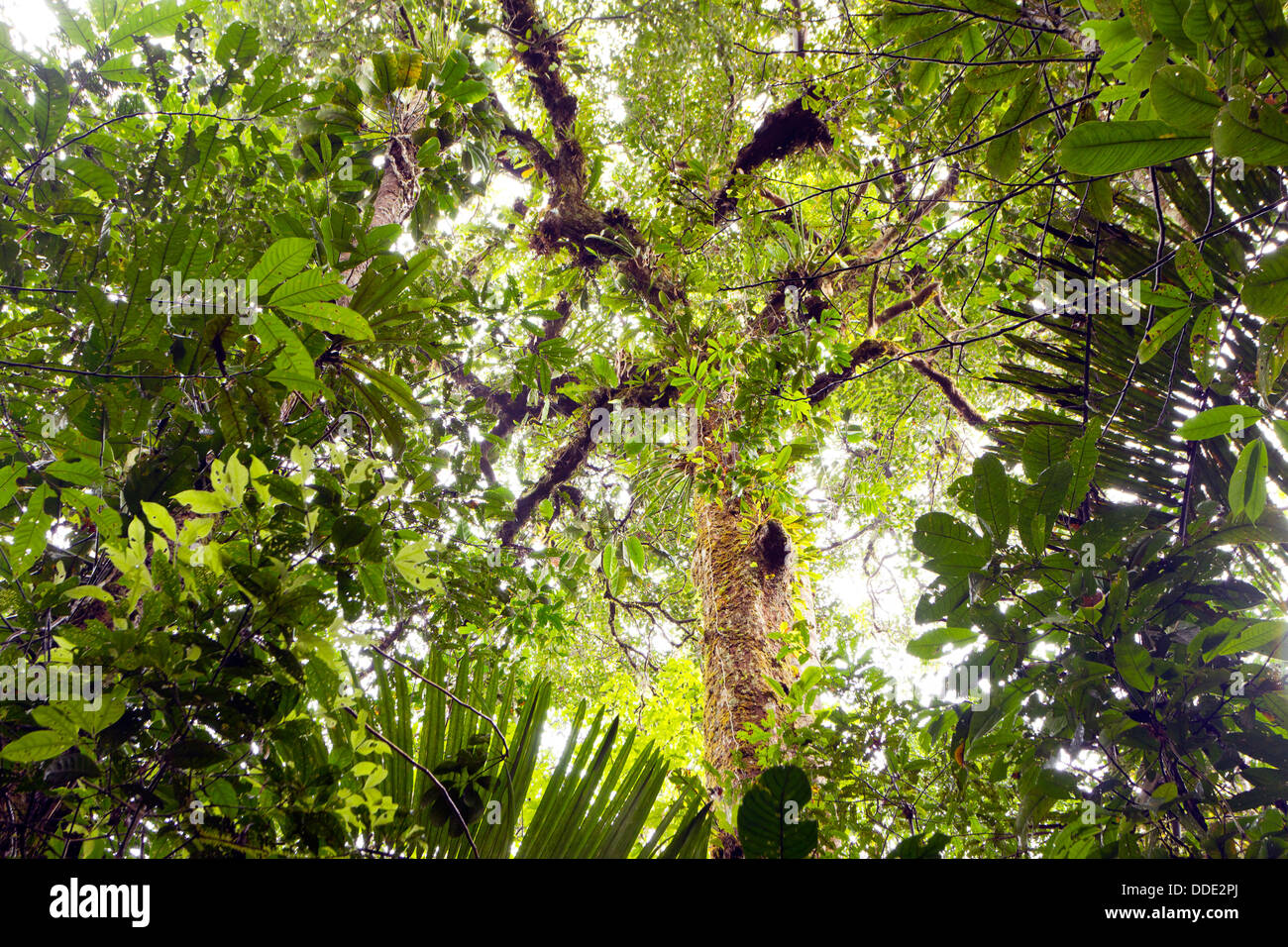 Guardando verso l'alto per il baldacchino della foresta pluviale tropicale in Amazzonia ecuadoriana Foto Stock