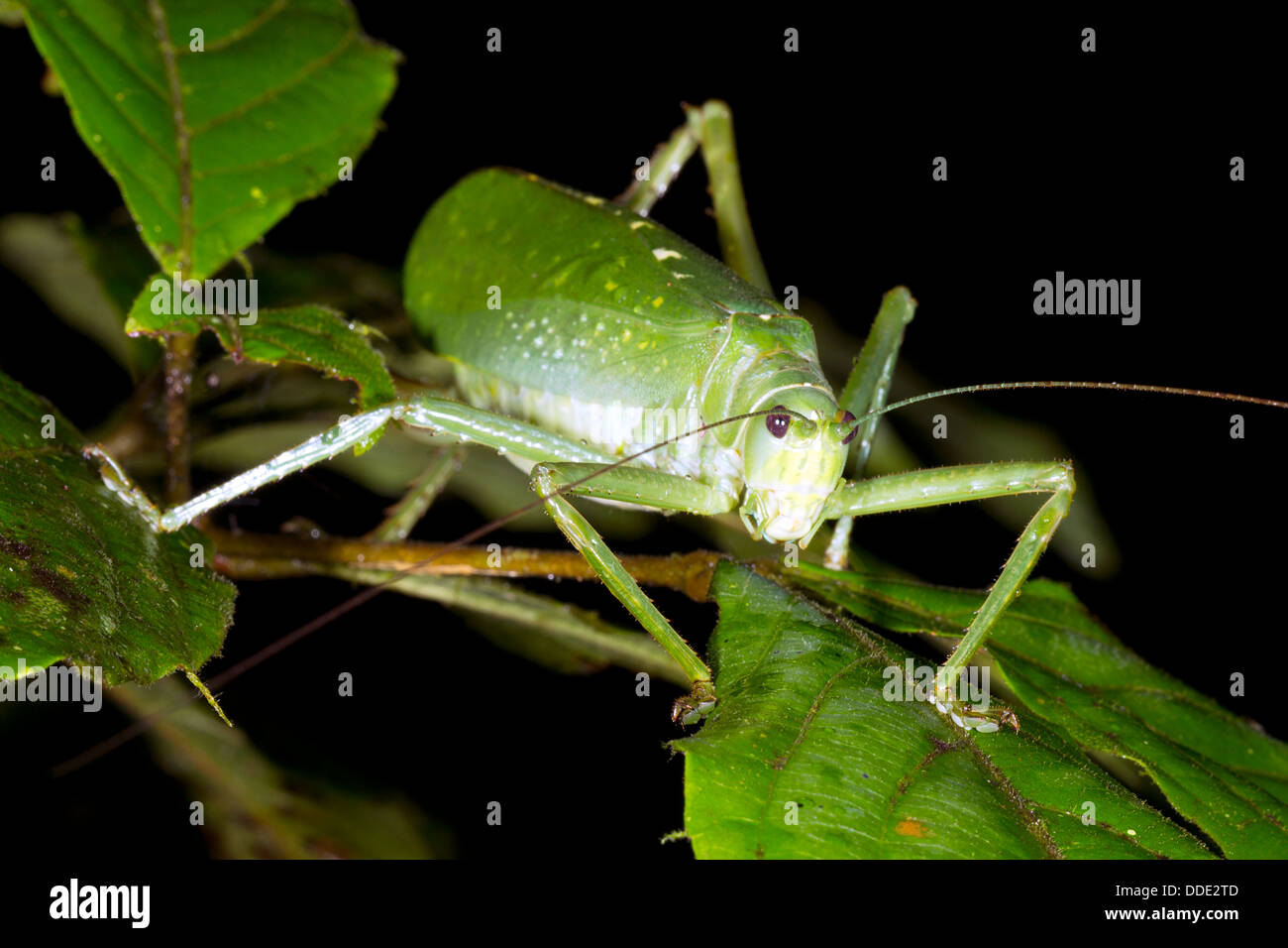 Una grande macchia verde cricket nella foresta pluviale, Ecuador Foto Stock