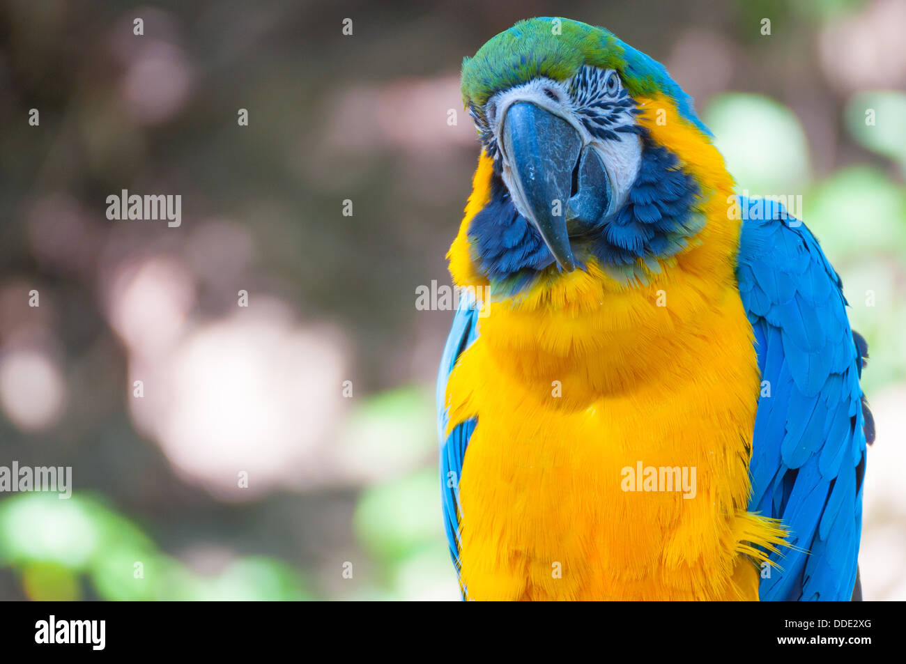 Blu-giallo Macaw pappagallo seduto sul ramo Foto Stock