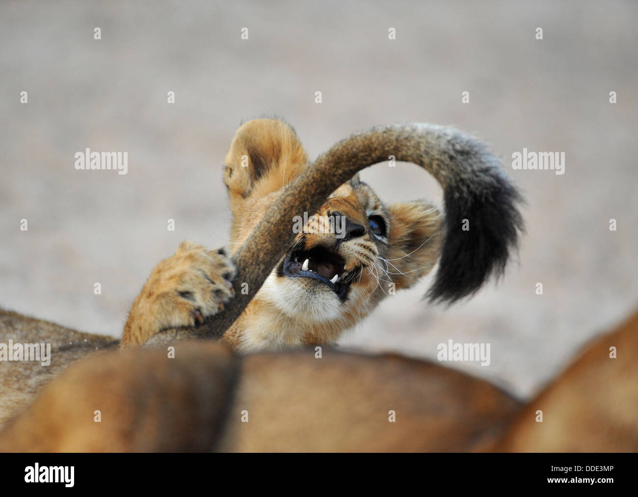 Lion cub cattura la leonessa di coda, ritratto Foto Stock