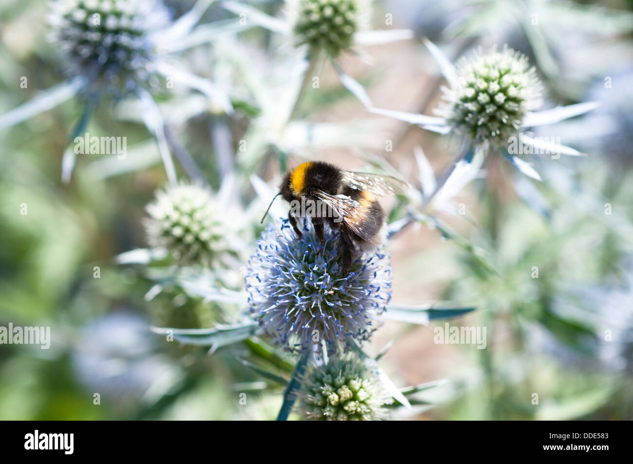 Ape su alimentazione eryngium caeruleum fiore o eryngo o mare holly Foto Stock