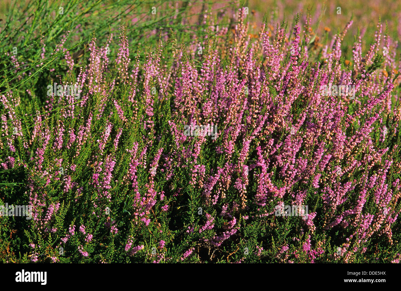 Comune di erica Erica Erica scozzese, ling, Heide, Besenheide, Heidekraut, Calluna vulgaris Foto Stock