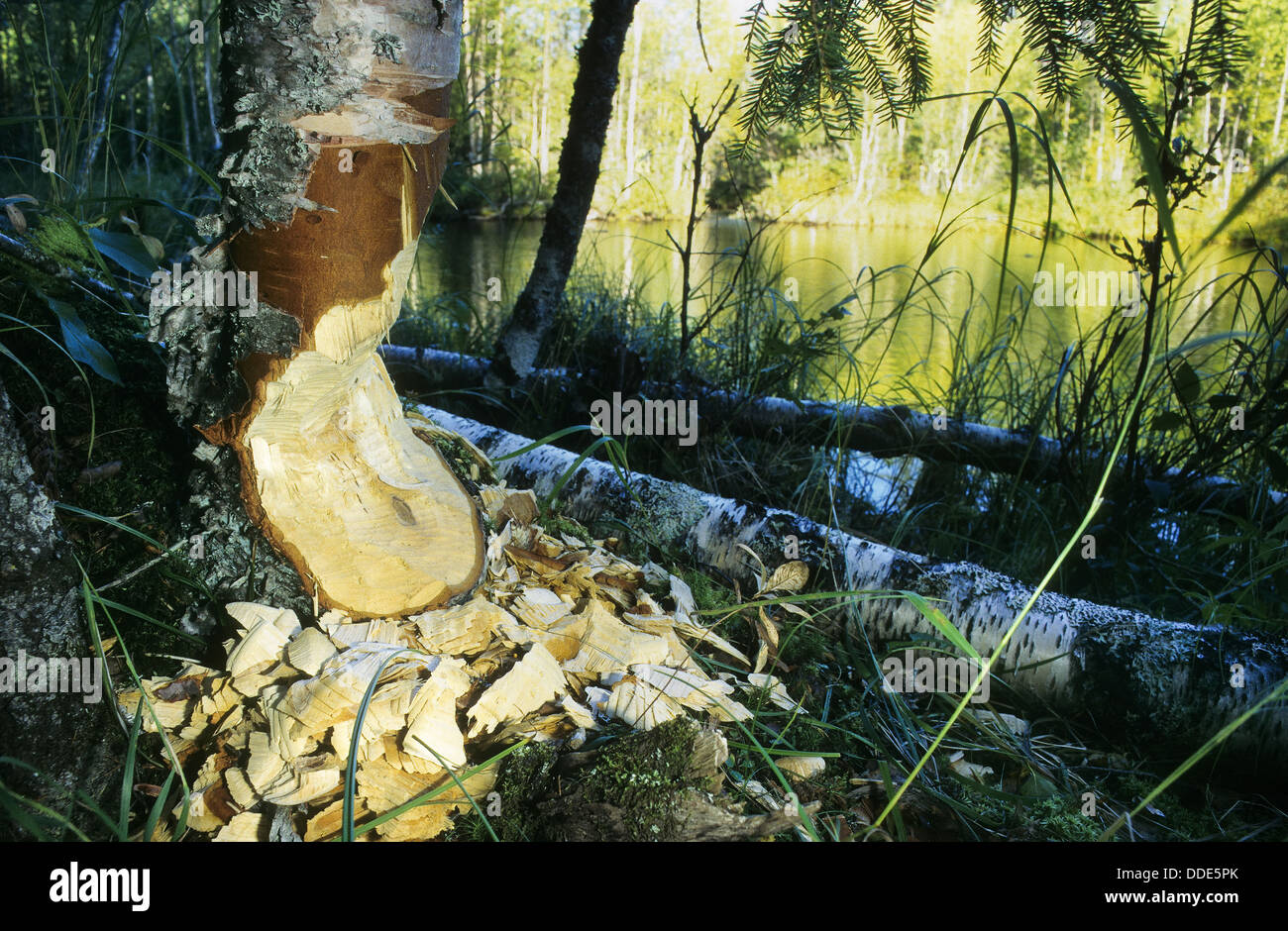 Castoro europeo, Europäischer Biber, Fraßspur vom Biber, Biber hat Baum gefällt und abgenagt, Castor fiber, ricino d'Europa Foto Stock