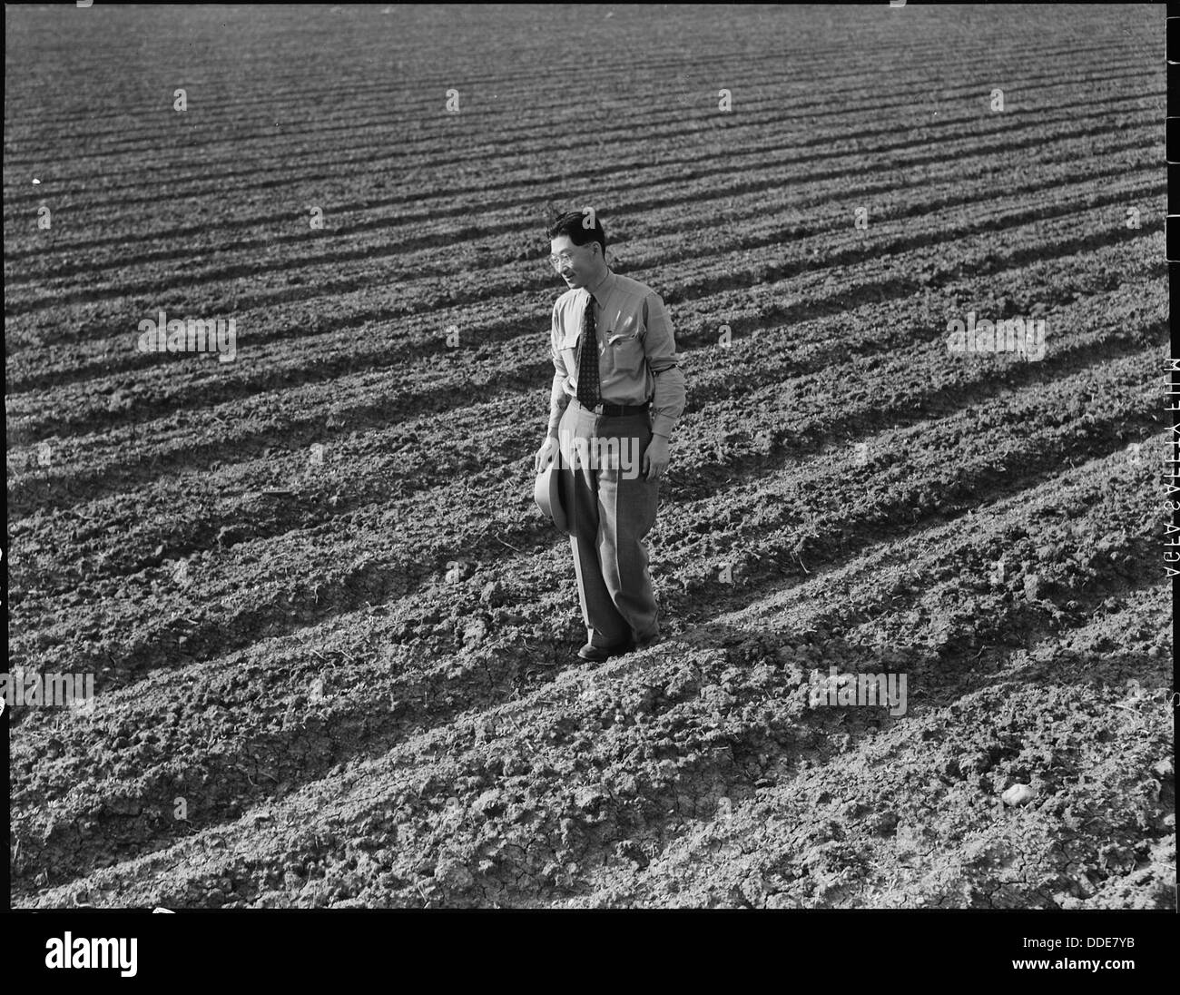 Henry Mitarai, 36 anni, lavora in un campo meccanizzato di barbabietole da zucchero a Mountain View, California. Questa immagine mette in evidenza le pratiche agricole nella regione durante il XX secolo. Foto Stock