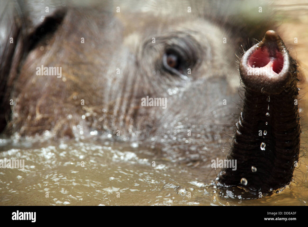 Close-up di un bambino Lankesian Elephant (Elephas maximus Maximus) prendere un bagno, Pinnawela, Sri Lanka Foto Stock