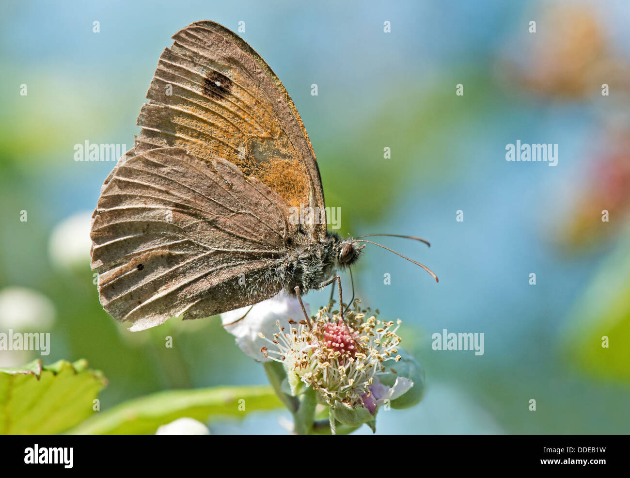 Prato Brown-Maniola jurtina butterfly. Regno Unito Foto Stock