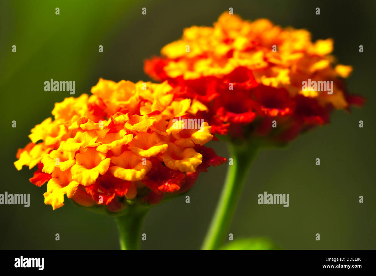 Due piccoli fiori selvatici con luminosi colori vibranti Foto Stock