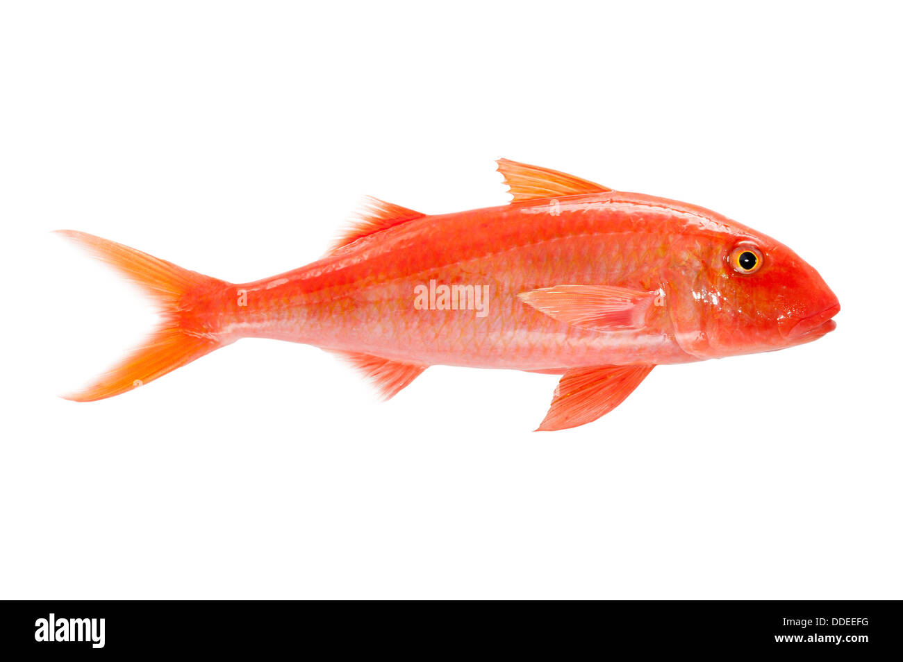 Studio shot di Weke'ula su sfondo bianco e caduto. Albacora di pesce di capra. Mulloidichthys vanicolensis Foto Stock Studio shot di Weke'ula su sfondo bianco e caduto. Albacora di pesce di capra. Mulloidichthys vanicolensis Foto Stock