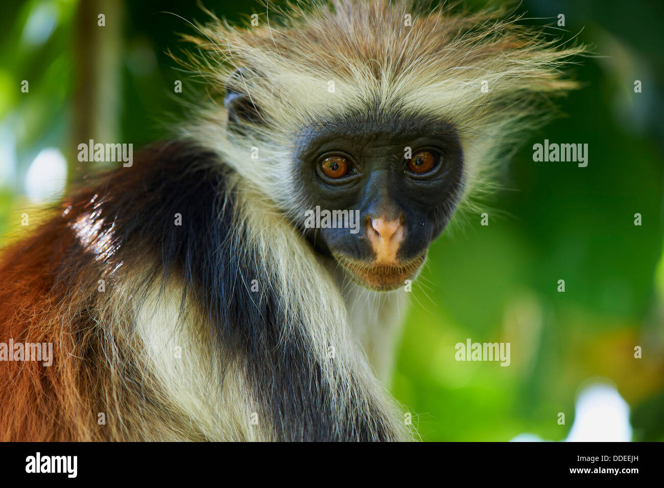 Tanzania, isola di Zanzibar, Unguja, Zanzibar Red Colobus Monkey (Procolobus badius kirkii) Foto Stock