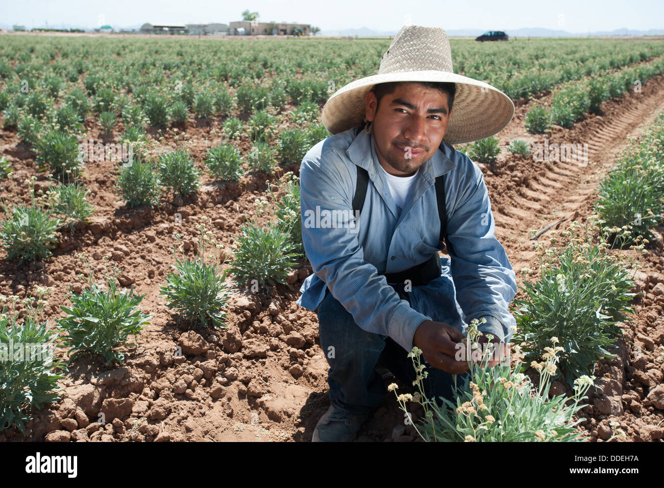 Il guayule, impianto di gomma nel campo , Maricopa Arizona Foto Stock