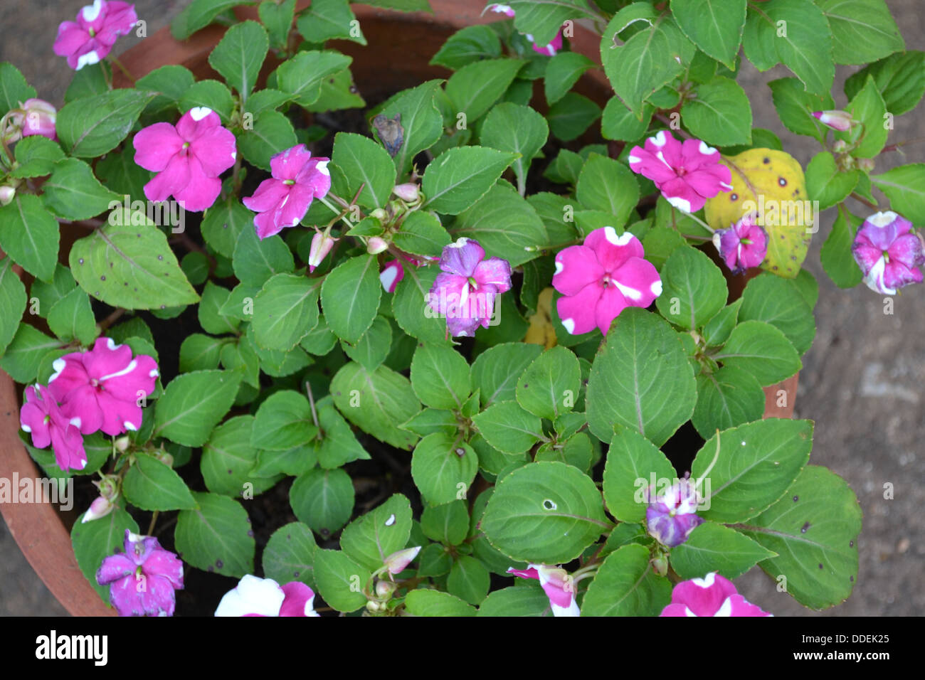 Fiori rosa bella foglia piccola Foto Stock