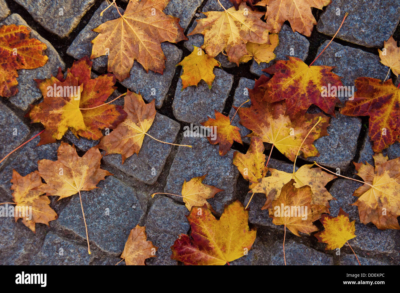 Foglie di autunno su pavimentazioni Foto Stock