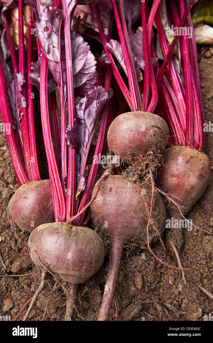 Un gruppo di barbabietole appena scavato dal suolo Foto Stock