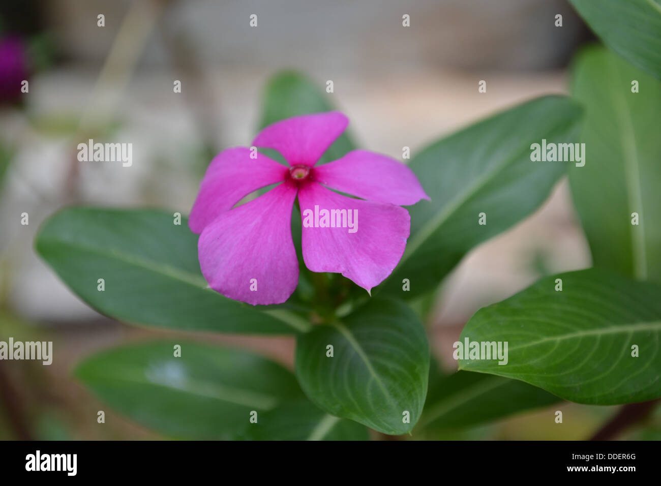 Flower Pink unica foglia gemme Foto Stock