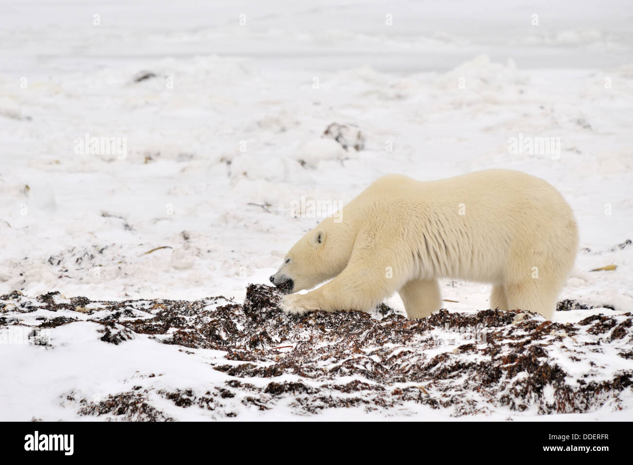 Orso polare (Ursus maritimus) alimentazione su alga a beach in attesa sul mare di ghiaccio, Churchill, Manitoba, Canada. Foto Stock