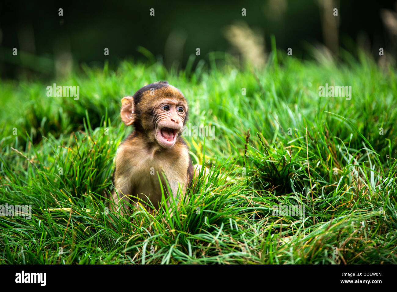 Baby Barbary Macaque Foto Stock