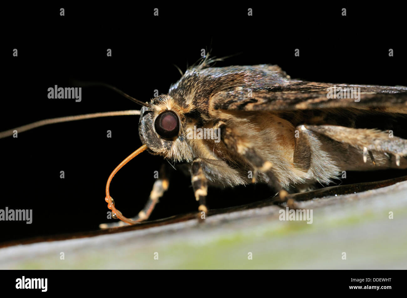 Il rame Underwing Moth - pyramidea Amphipyra l'alimentazione di notte mostra proboscide Foto Stock
