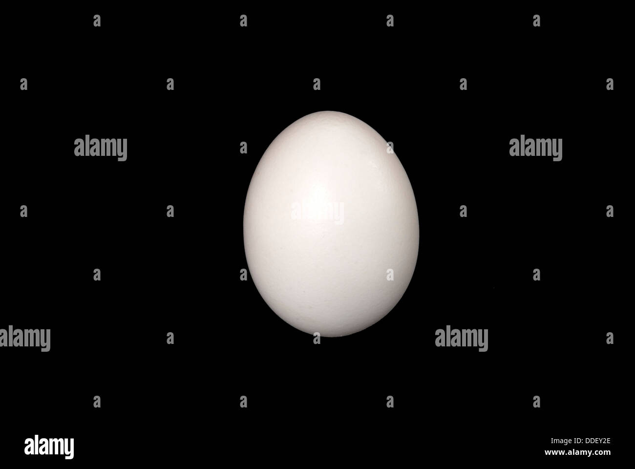 uovo bianco Foto Stock