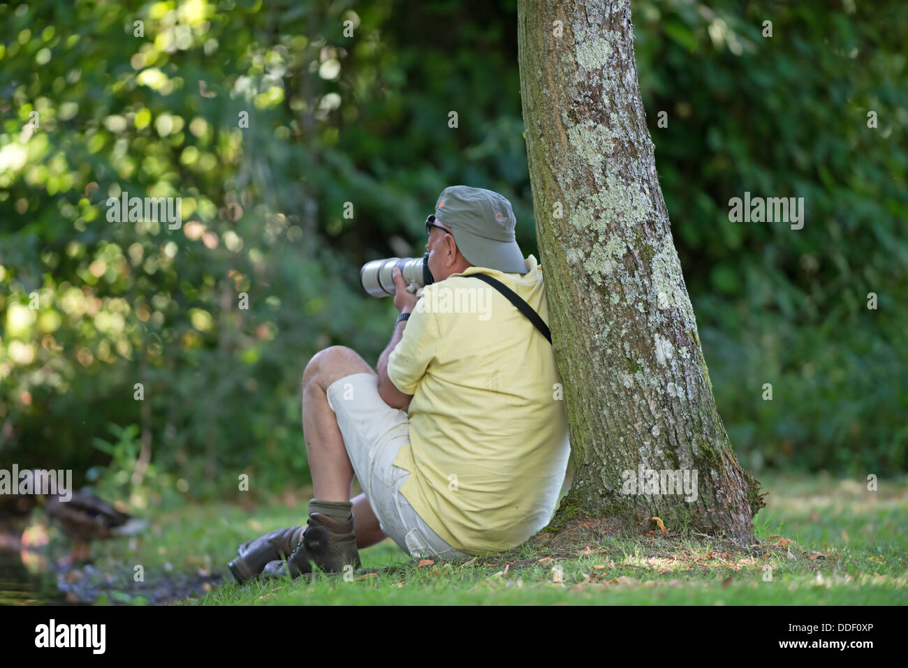 Voce maschile Wildlife Photographer al lavoro. Regno Unito Foto Stock
