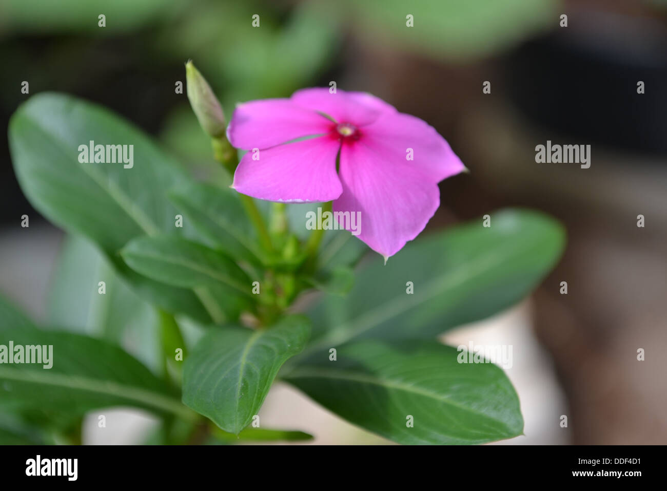 Flower Pink unica foglia gemme Foto Stock