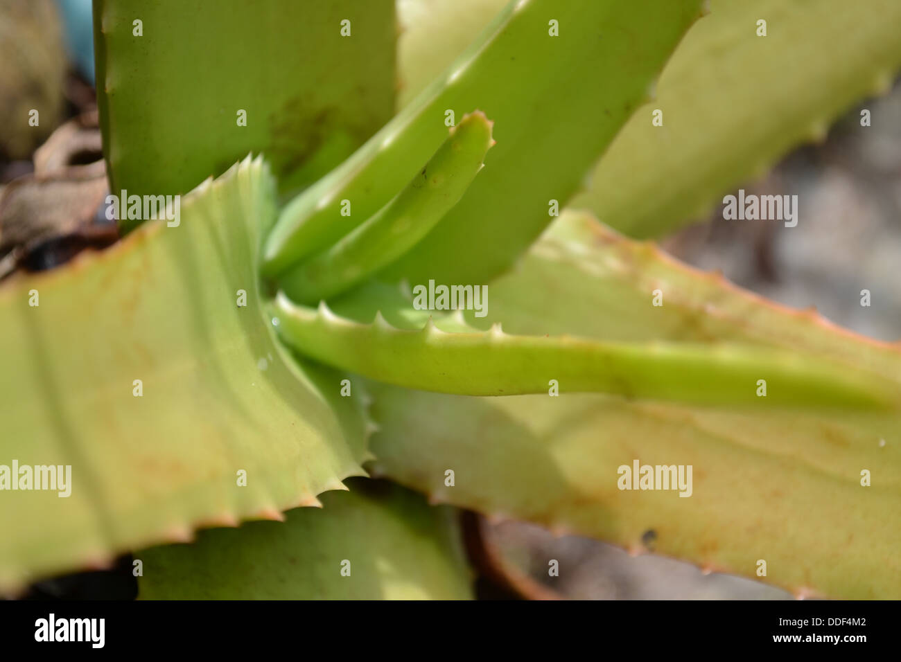 Cactus foglia verde Foto Stock