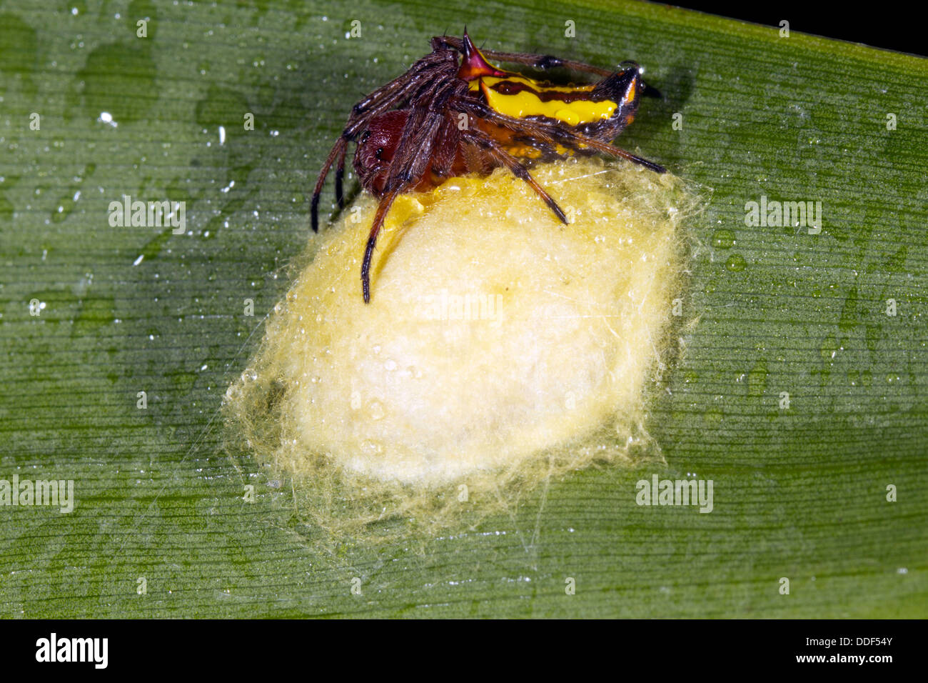 Spider custodendo il nido di uova su una foglia nella foresta pluviale, Ecuador Foto Stock