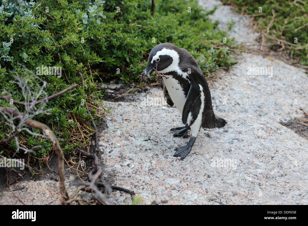 Pinguino africano (Jackass Penguin o Spheniscus demersus) portante ramoscelli a Boulders Beach, Cape Peninsula, Sud Africa Foto Stock