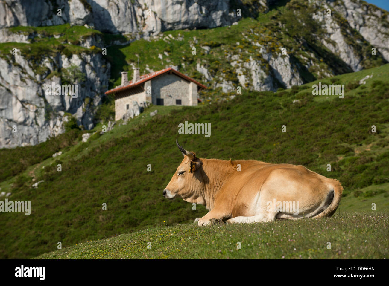 Mucca rilassarsi vicino lago Ercina Foto Stock