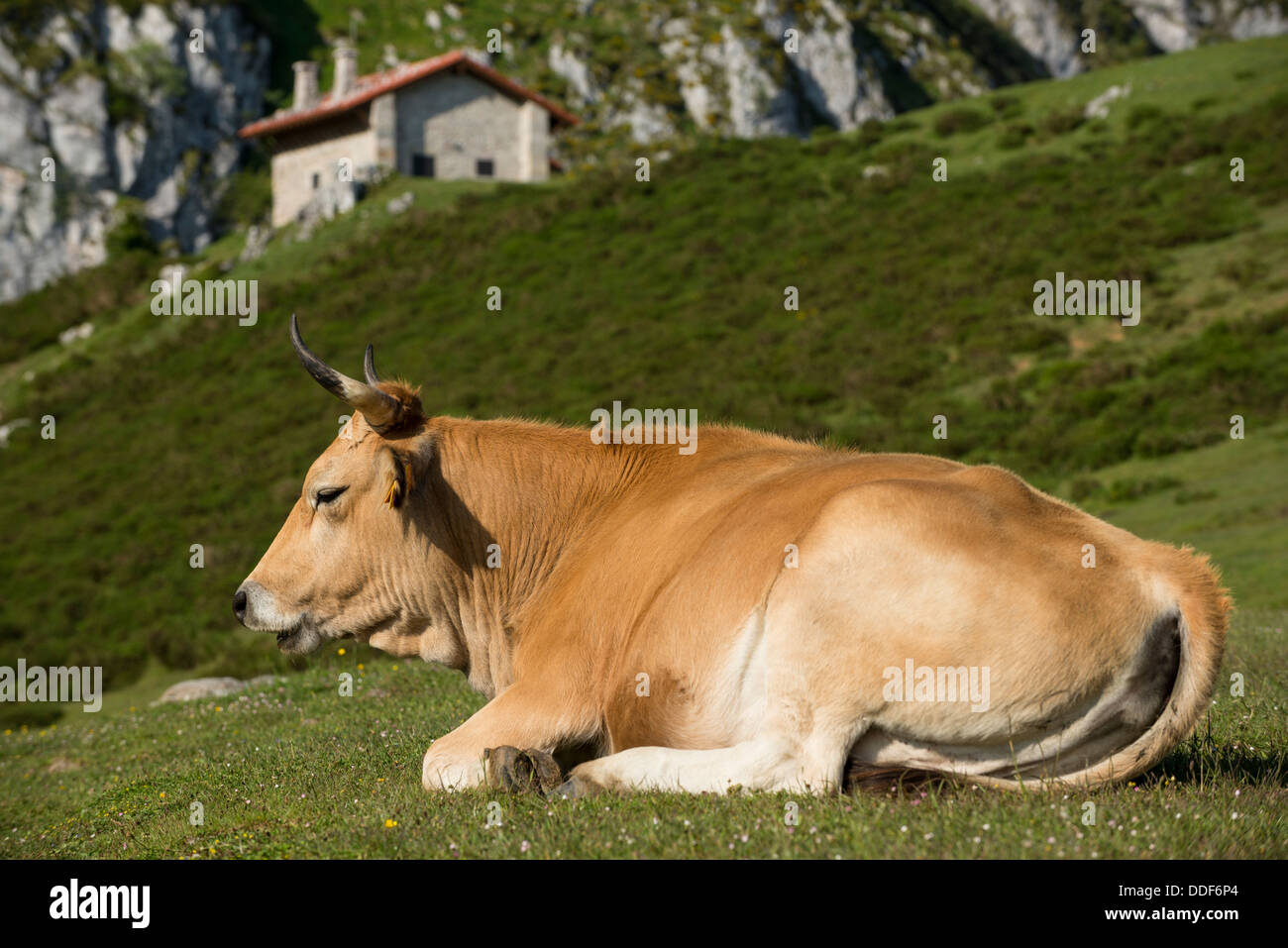 Mucca rilassarsi vicino lago Ercina Foto Stock
