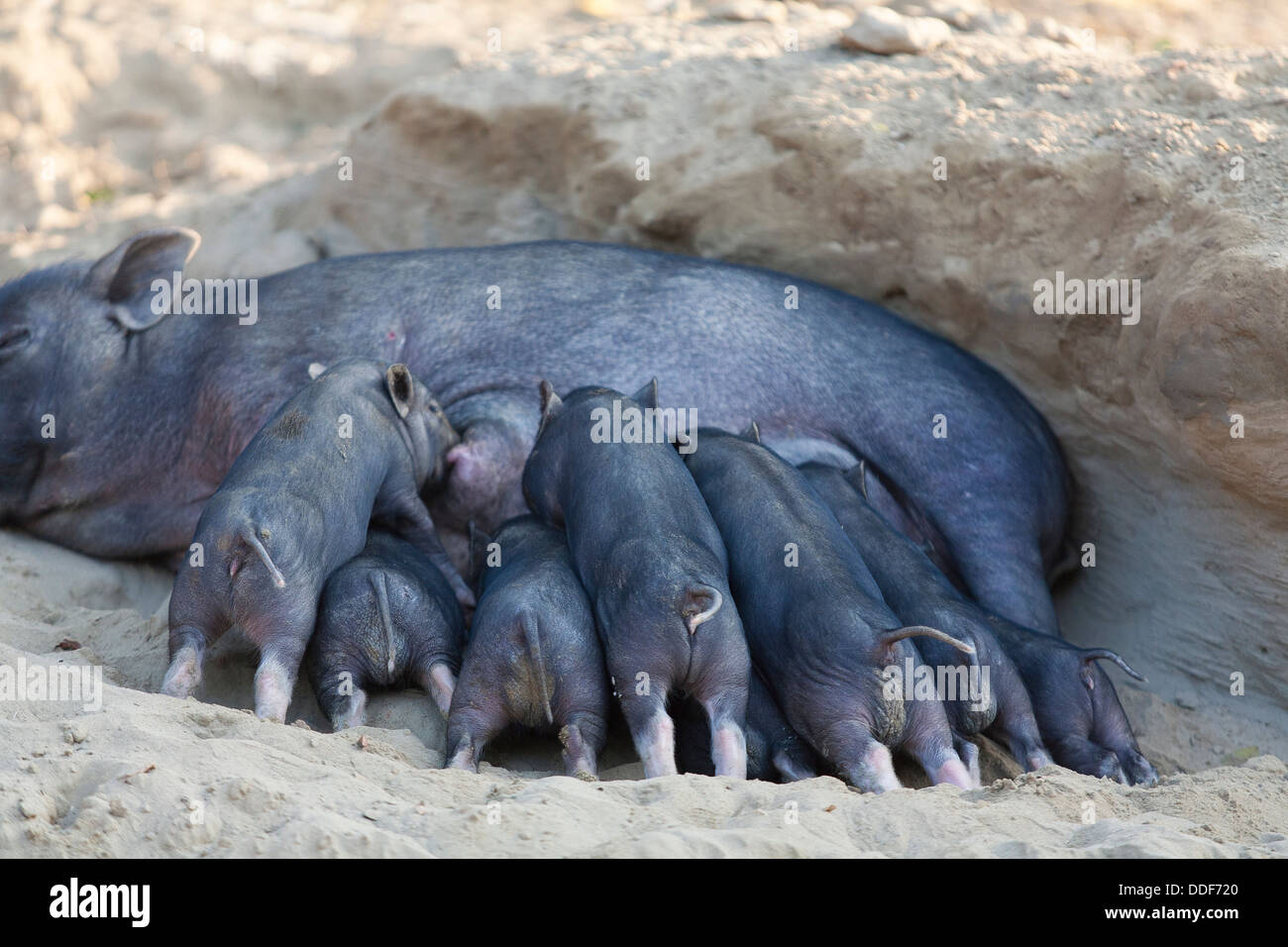 Una scrofa alimenta una grande cucciolata di maialini in Banderban nelle Chittagong Hill tracts del Bangladesh. Foto Stock