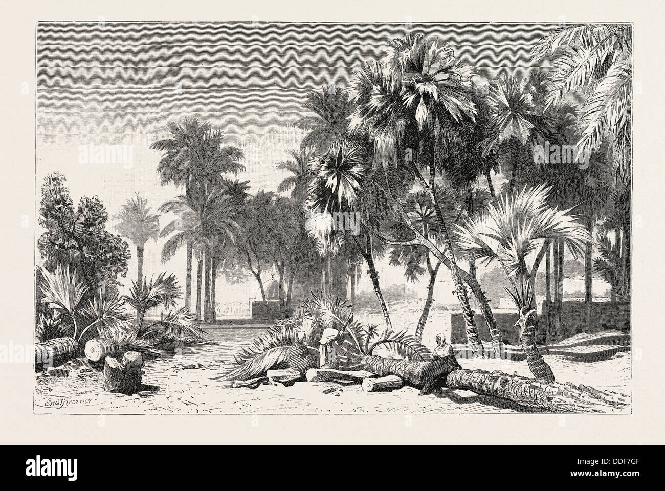 Data e Doom Palms. Egitto, incisione 1879 Foto Stock