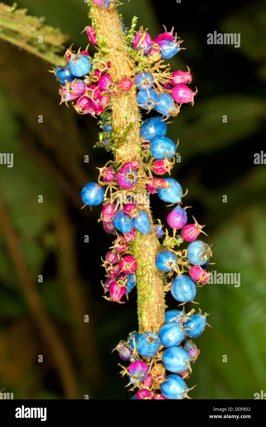 Colorate le bacche di una pianta di sottobosco, famiglia Melastomataceae nella foresta pluviale, Ecuador Foto Stock