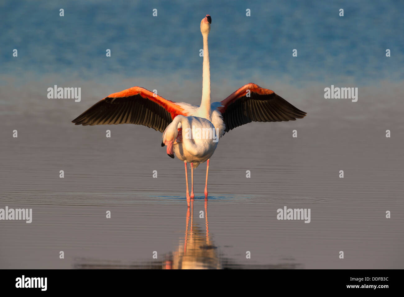 Maggiore i fenicotteri (Phoenicopterus ruber), il Parco Nazionale di Etosha, Namibia, Maggio 2013 Foto Stock