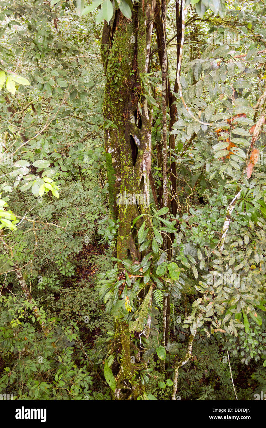 Vista di un strangler fig tree nella foresta pluviale tropicale in Ecuador, visto da un alto punto di vantaggio in una tettoia tower Foto Stock
