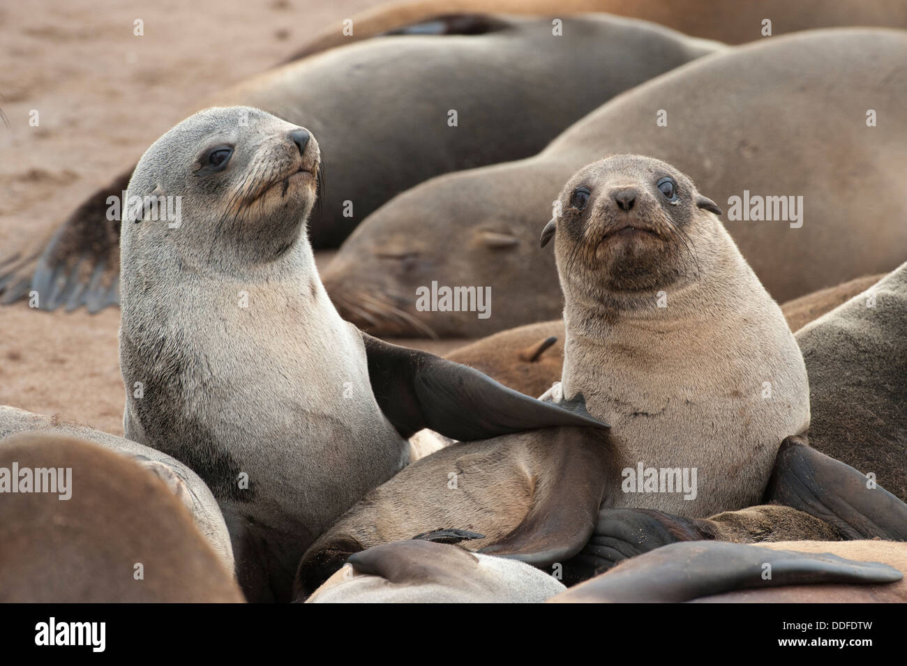 Le guarnizioni di tenuta del Capo (Arctocephalus pusillus) a Cape Cross, Namibia Foto Stock