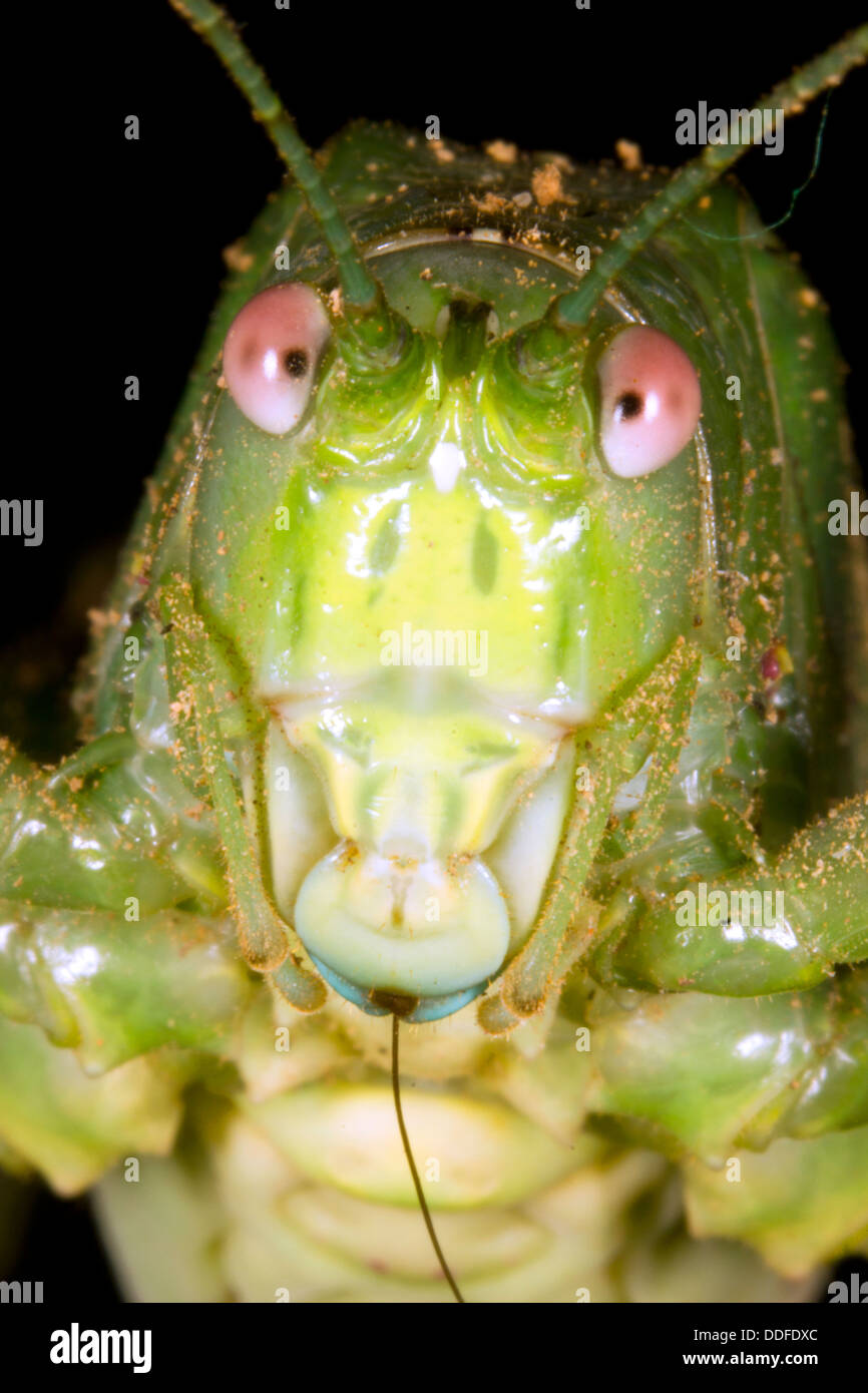 Testa di un verde tropicale grasshopper in Ecuador Foto Stock