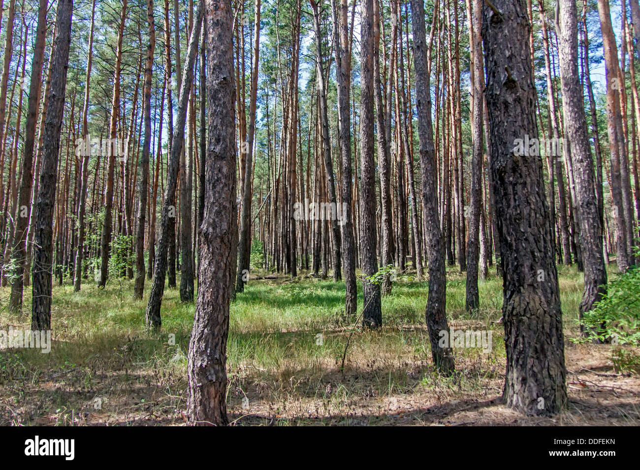 Foresta di Pini su un giorno di estate Foto Stock