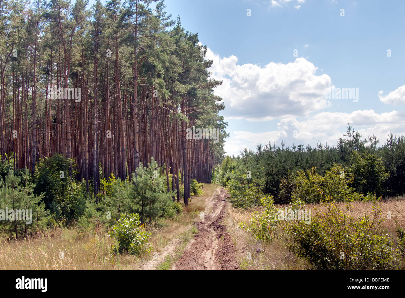 Strada sterrata nei pressi di una foresta di pini su un giorno di estate Foto Stock