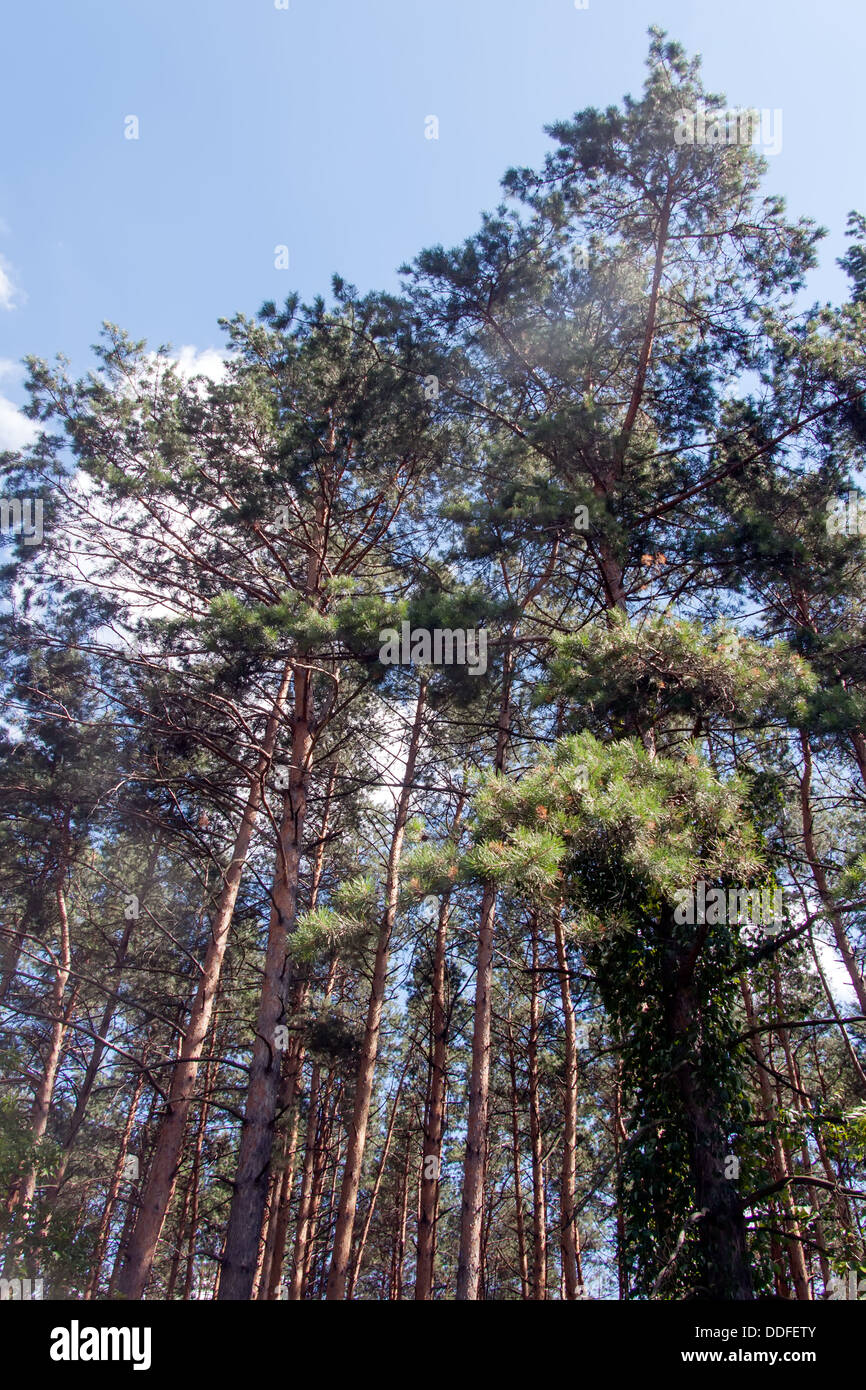 Foresta di Pini su un giorno di estate Foto Stock