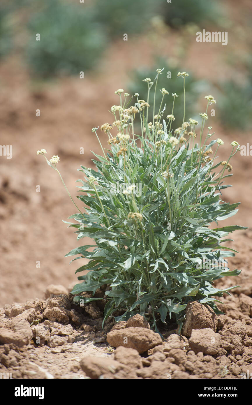 Il guayule, impianto di gomma nel campo , Maricopa Arizona Foto Stock